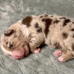 Autumn - Red merle female Australian Shepherd puppy in Oxford, Florida from SoCo Aussies
