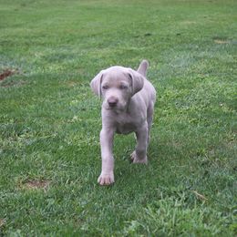 Weimaraner Puppies from Simpatico
