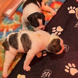 French Bulldog Puppies from Pony Rock Farm