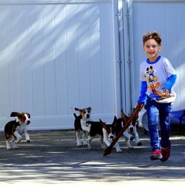 American Foxhound and American Staffordshire Terrier Puppies from Whitlow Kennel