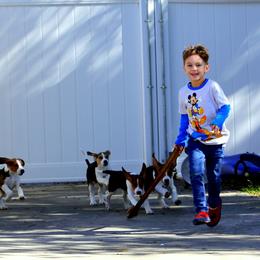 American Foxhound and American Staffordshire Terrier Puppies from Whitlow Kennel