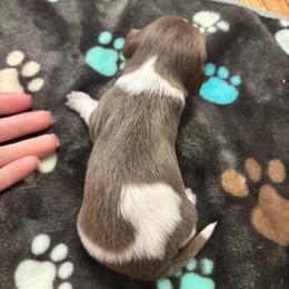 Hank - Piebald male Dachshund puppy in Dobson, North Carolina from Oakleys Dachshund Haven