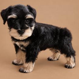 Beaux 6 weeks - Black and silver male Miniature Schnauzer puppy in Lumberton, Texas from 1 Smart Choice Schnauzers Babies
