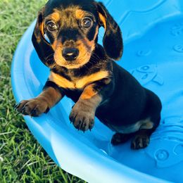 Dachshund Puppies from Mini Doxies of the South