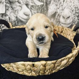 Boy 4 Orange Waylen - Light golden male Golden Retriever puppy in Angier, North Carolina from Howard's Retrievers