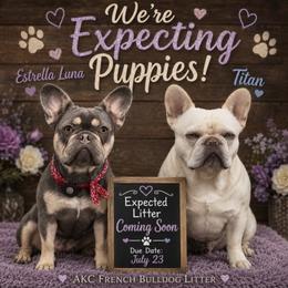 French Bulldog puppies from DaSilvas Estrella AKC