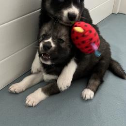 Siberian Husky Puppies from OAZS Pups