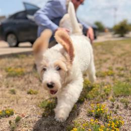 Trinity - White female Double Doodle puppy in Mineola, Texas from ETX Dandy Doodle