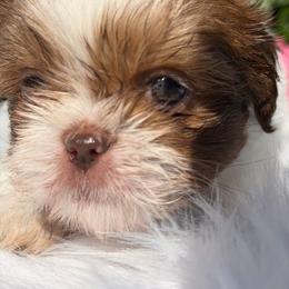 Boy 2 - Red and white male Shih Tzu puppy in Covina, California from Shih_doodle_Co