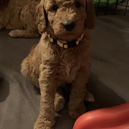Goldendoodle Puppies from Goldendoodlefamily