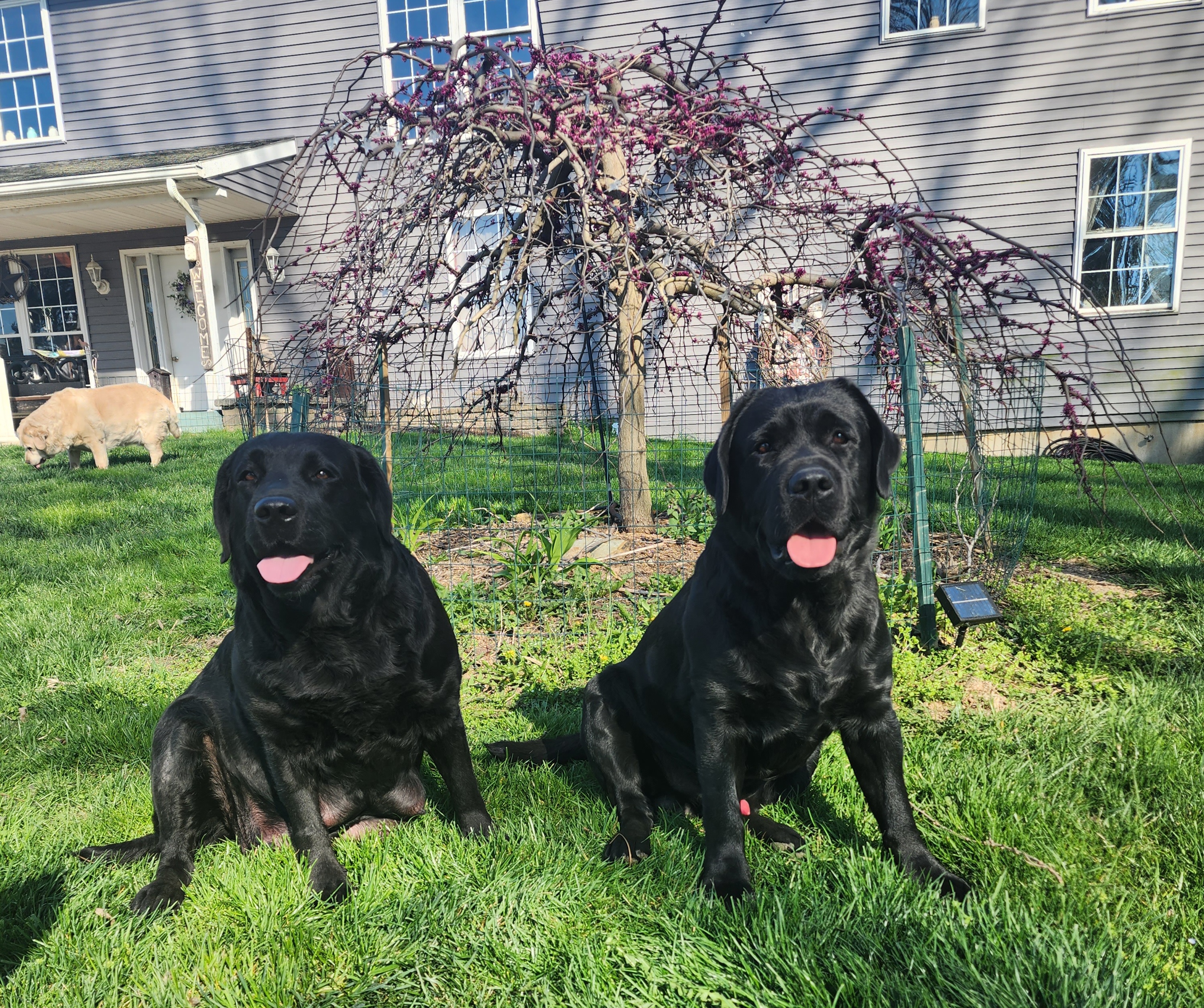Cricket - Labrador Retriever