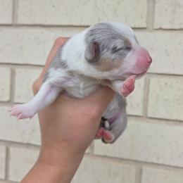Puzzle - Blue merle and white female American Corgi puppy in Midway, Arkansas from Wildlings & Wild Things Homestead
