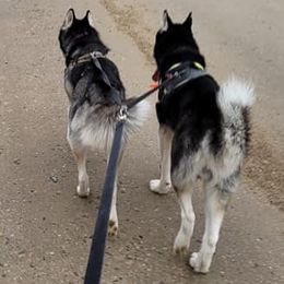 Siberian Huskies from Arctic Hearts Kennel