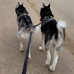 Siberian Huskies from Arctic Hearts Kennel