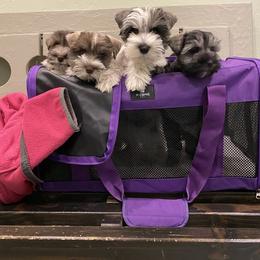 Miniature Schnauzer Puppies from Fraizer Farms