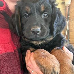 Bob - Black phantom male Aussiedoodle puppy in Chattanooga, Tennessee from Leafy Acre Mini Farm