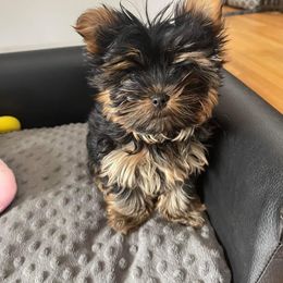Yorkshire Terrier Puppies from Yorkie Puppies Redwood Ranch