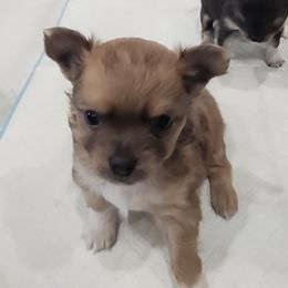 Cristoforo - Blue fawn male Chihuahua puppy in Tremonten, Utah from Qu-Te's Chihuahuas
