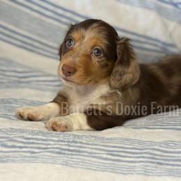Doc AKC - Dapple male Dachshund puppy in Oklahoma City, Oklahoma from Barrett’s Doxie Farm