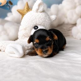 Luna 2500 - Black and tan female Yorkshire Terrier puppy in Douglas, Georgia from South Georgia Yorkies and Biewers