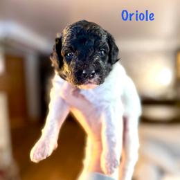 Oriole - Black and white male Bernedoodle puppy in Midland, Michigan from Northern Charm Farm