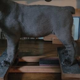 Frigg - Gray female Cane Corso puppy in Asheville, North Carolina from MTO KENNELS