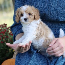 Elijah - Blenheim male Cavapoo puppy in Green Forest, Arkansas from Horseshoe Drive Kennel
