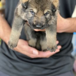 German Shepherd Puppies from Sua Sponte GSDs