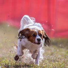 Nederlandse Kooikerhondjes from Noble Pines Kooikerhondjes