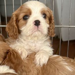Elphaba - Blenheim female Cavalier King Charles Spaniel puppy in Union County, Michigan from Mtn to Sea