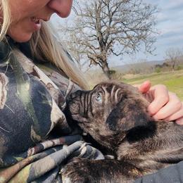 Cane Corso Puppies from Venom Cane Corsos