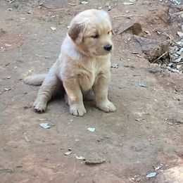 Orange Collar Boy of Five Males - Golden Golden Retriever puppy in Sacramento Area, California from Gold Country Golden Retrievers