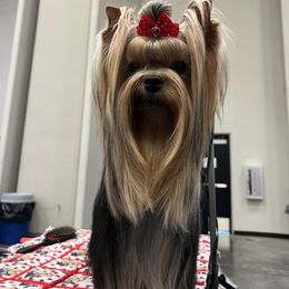 Eros - Yorkshire Terrier