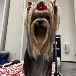 Eros - Yorkshire Terrier
