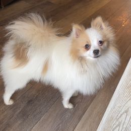 Gizmo - Pomeranian