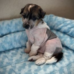 Cupid - Pink and slate male Chinese Crested puppy in Tomball, Texas from Gracieux Chinese Cresteds