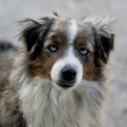 Vienna - Miniature Australian Shepherd