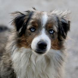 Vienna - Miniature Australian Shepherd