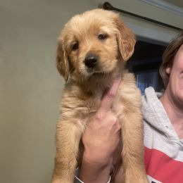 Golden Retriever Puppies from Golden Breed