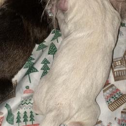 White girll - yellow - White female Miniature Schnauzer puppy in Lehigh Acres, Florida from Regency Schnauzer