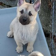 Norwegian Buhund Puppies from Cloudpointe Kennels