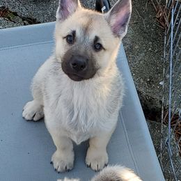 Norwegian Buhund Puppies from Cloudpointe Kennels