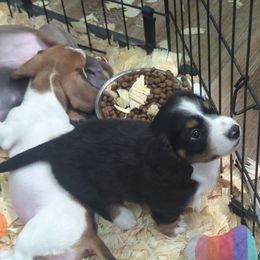 Tamale - Black and tan male Dachshund puppy in Spring Hope, North Carolina from Hogan’s Lowrider Hounds