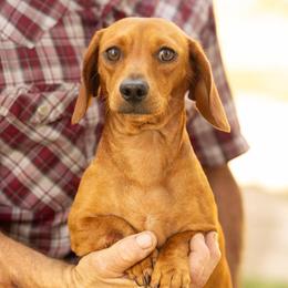 Dachshund All Grown Up from 5F Dachshunds