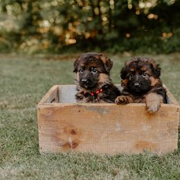 German Shepherd puppies from MK German Shepherds LLC