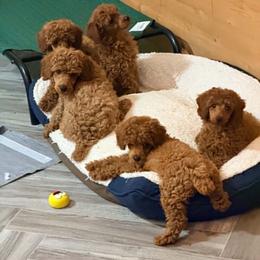 Winston - Red  male Poodle puppy in Colerain, North Carolina from Lisa's Poodles