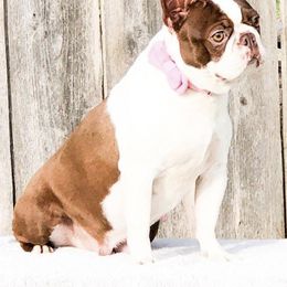 Boston Terriers from Boston Terriers R Lil Angels
