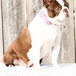 Boston Terriers from Boston Terriers R Lil Angels