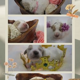 Goldendoodles from Woodbridge Puppy Academy