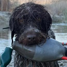 Bernedoodles and Wirehaired Pointing Griffons from Salt City Farm
